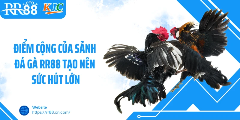 Điểm cộng của sảnh đá gà RR88 tạo nên sức hút lớn